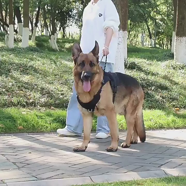 Un berger allemand porte le harnais tactique noir Wooftrek lors d'une promenade dans un parc