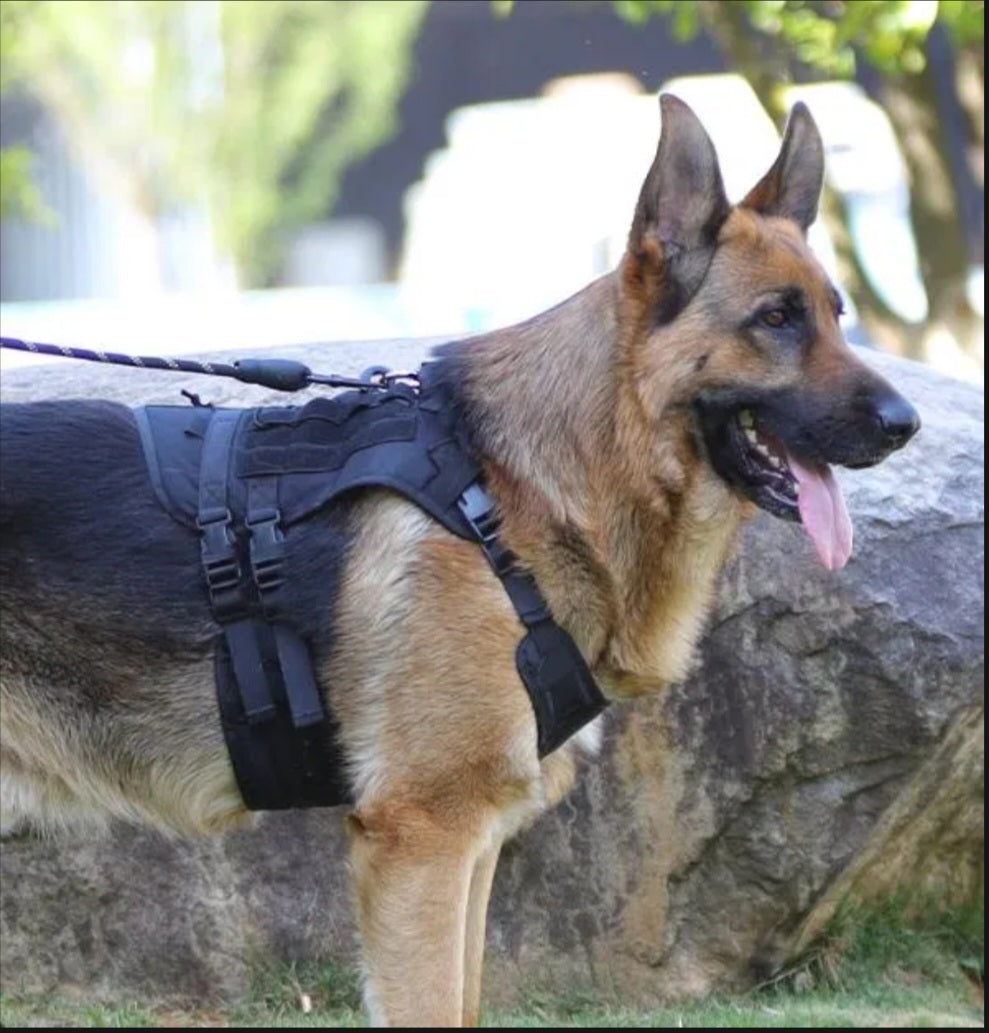 Le harnais tactique noir Wooftrek porté par un berger allemand, sangles et bandes MOLLE visibles