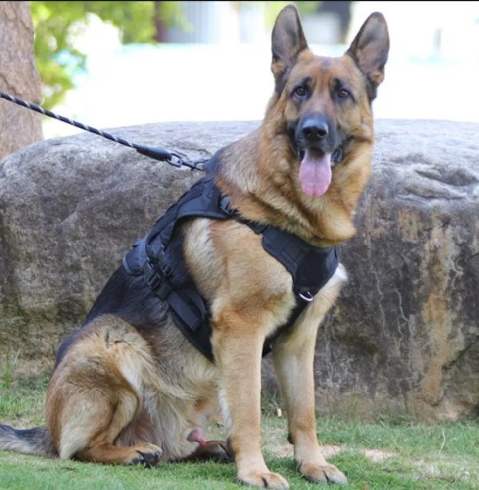 Un berger allemand porte le harnais tactique noir Wooftrek en extérieur, laisse attachée